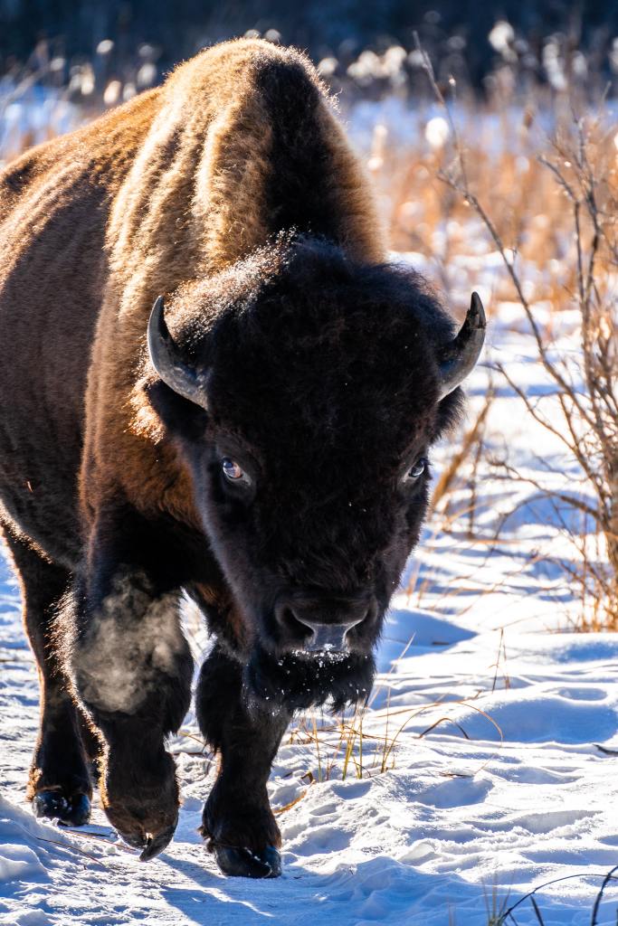 a wood bison walking in the snow near elk island, Alberta