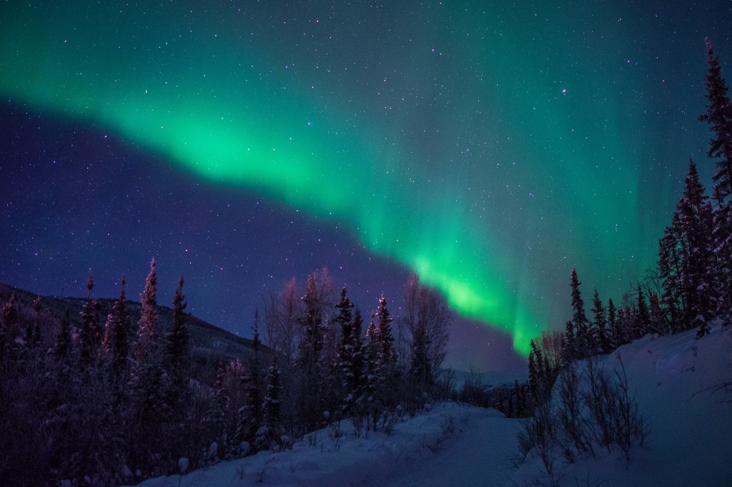 aurora borealis (northern lights) above a forest near Fairbanks