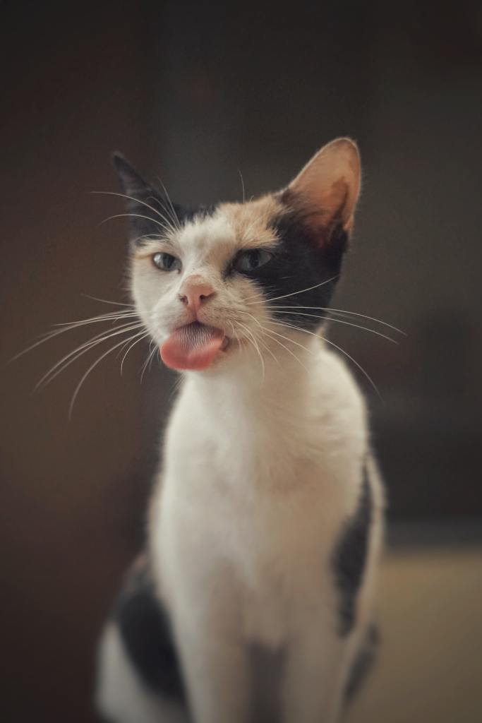 a cat sticking its tongue out, representing the tongue-twisting nature of people not pronouncing their d's and t's in common English speech