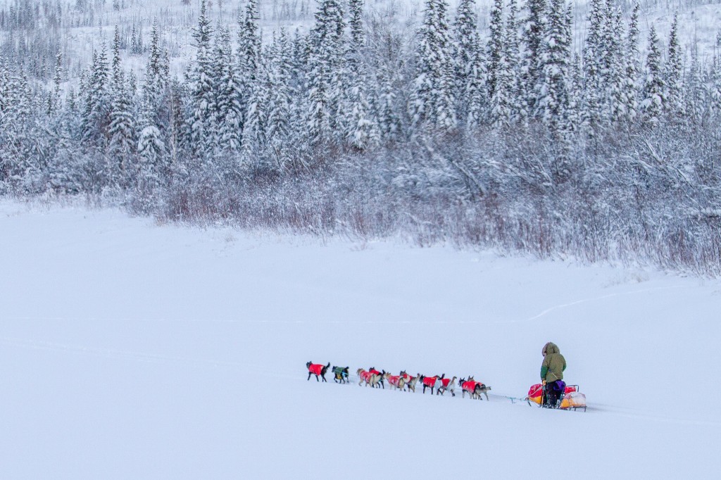 a dog sled team running in the snowy landscapes of the Yukon, Canada