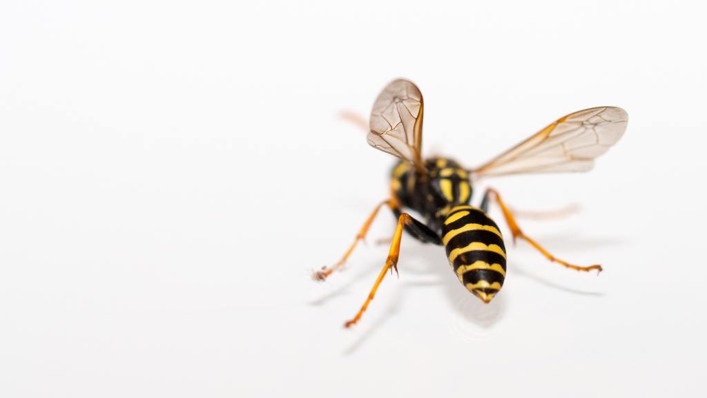up-close photo of a wasp from behind on an all-white surface